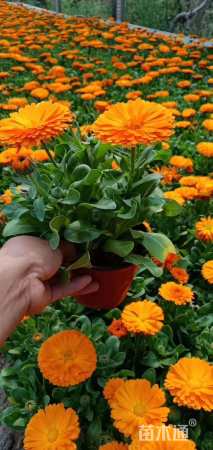 高度18厘米金盏菊