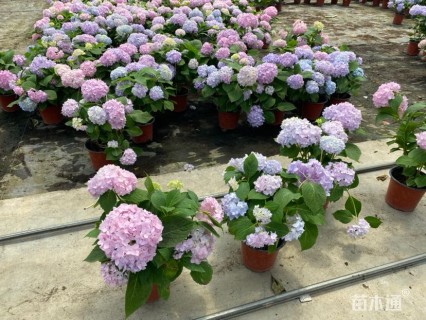 高度40厘米八仙花