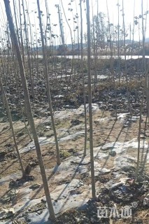 2公分毛白杨