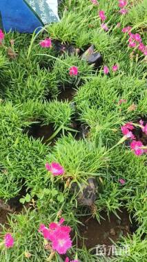 高度10厘米欧石竹