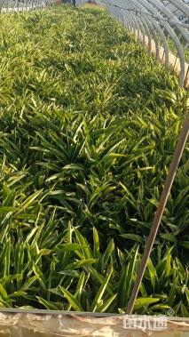 高度30厘米花叶良姜