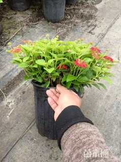 高度30厘米墨西哥鼠尾草