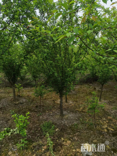 6公分垂丝海棠
