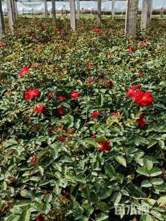 高度25厘米大花月季