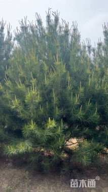 高度250厘米白皮松
