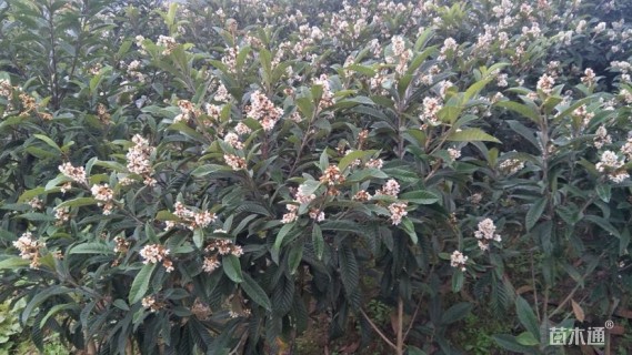 高度50厘米枇杷小苗