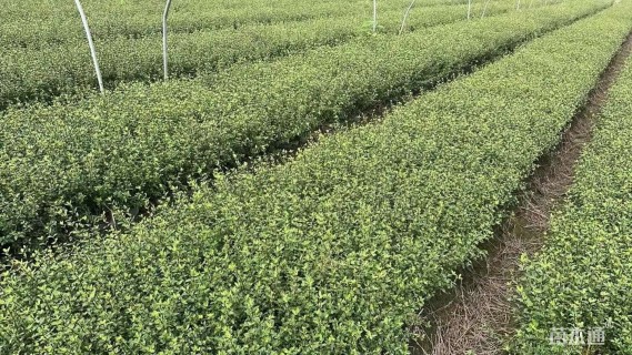 高度30厘米六月雪