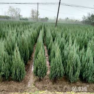 高度100厘米河南桧