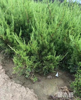 高度50厘米龙柏