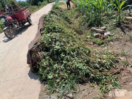 80厘米五叶地锦