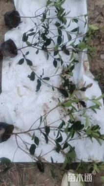 100公分红叶石楠