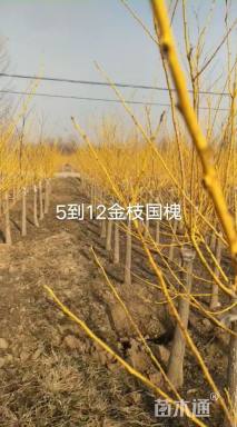 8公分矮杆金枝槐