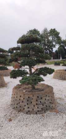 14公分造型五针松