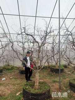 高度350厘米石榴