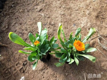 高度25厘米金盏菊