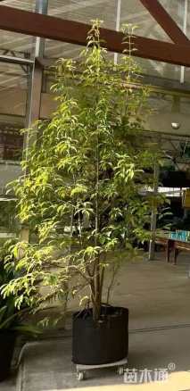 1公分香港四照花