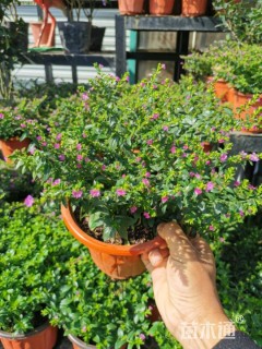 高度30厘米细叶萼距花