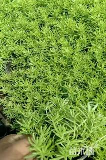 高度5厘米佛甲草
