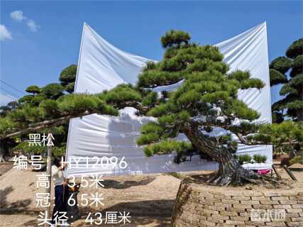 28公分日本黑松