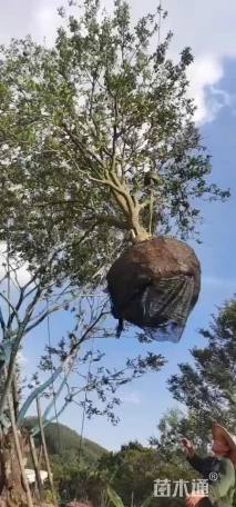 15公分香泡