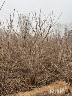 高度300厘米天目琼花