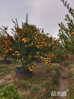高度300厘米南丰蜜桔