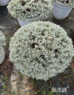 高度80厘米芙蓉菊