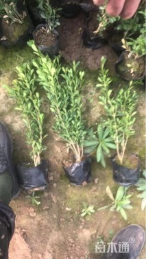 高度25厘米瓜子黄杨