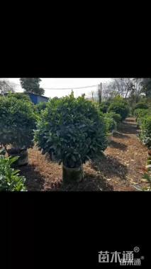 高度100厘米非洲茉莉球