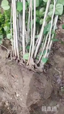 高度390厘米丛生紫荆