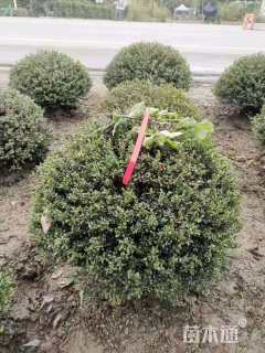 冠幅120厘米龟甲冬青球