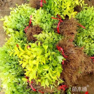 高度70厘米金叶女贞小苗