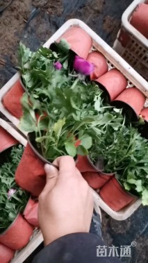 高度28厘米牡丹