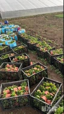 高度30厘米鼠尾草