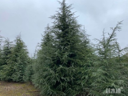高度1000厘米雪松