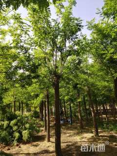 15公分槐树
