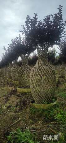 60公分紫薇花瓶