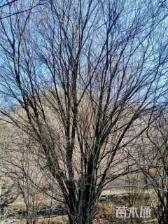 高度900厘米丛生茶条槭