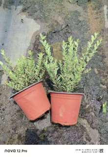 高度20厘米花叶香桃木