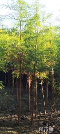 3公分中山杉