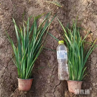 高度40厘米马莲