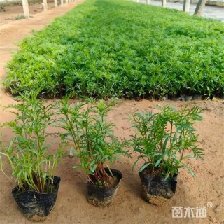 高度15厘米波斯菊