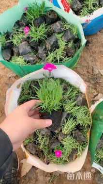 高度15厘米欧石竹