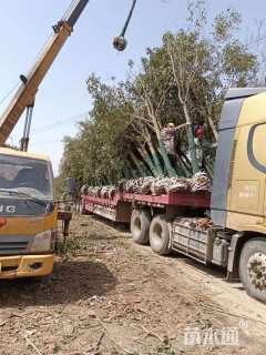 10公分大叶女贞