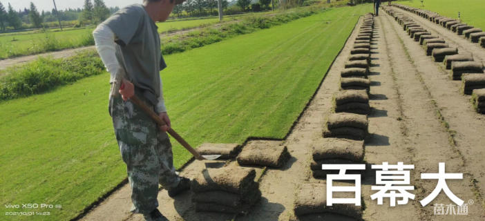 草卷状百慕大草