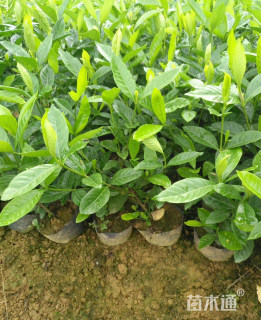 高度50厘米小叶栀子小苗