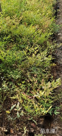 高度50厘米南天竹