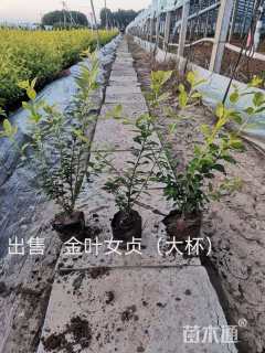 高度30厘米金叶女贞