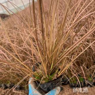 高度30厘米棕叶苔草
