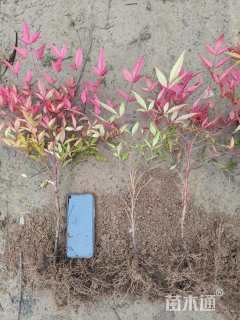 高度50厘米红天竹